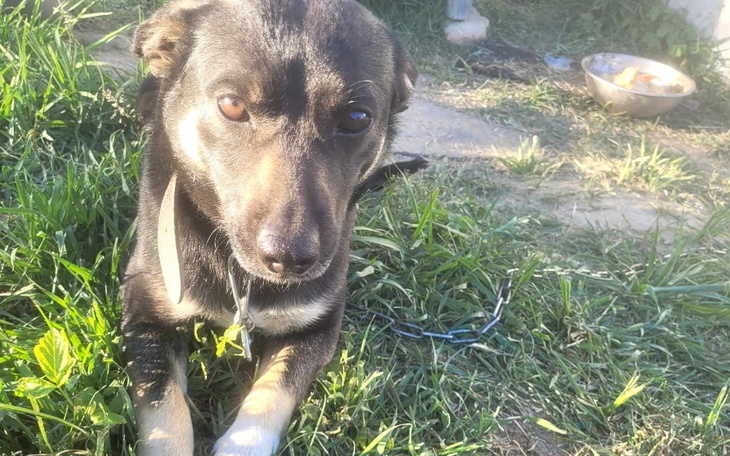 Zbiórka Przygotujmy Rokiego do adopcji. - zdjęcie główne