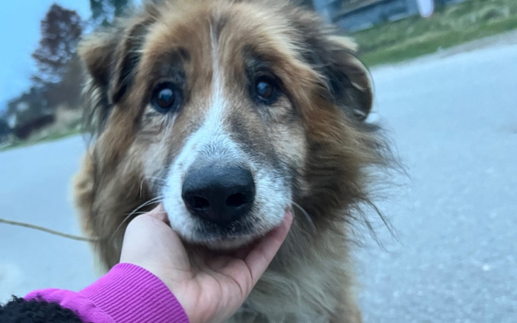 Zbiórka Dla zagłodzonego psa - zdjęcie główne