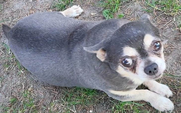 Chihuahua leżąca na trawie, patrząca w obiektyw.
