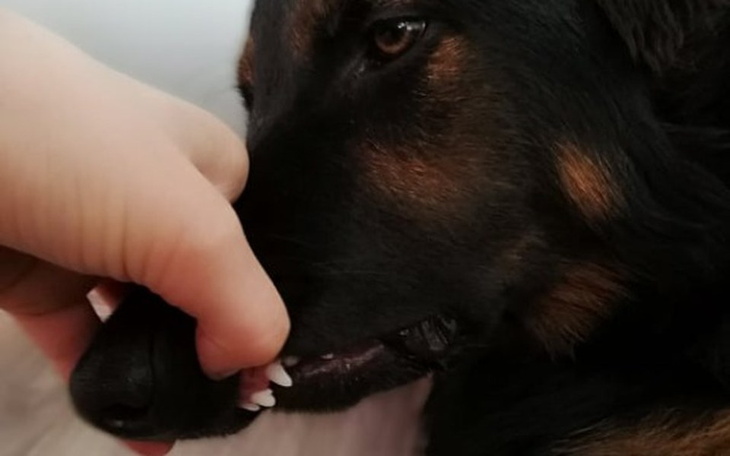 Zbiórka Leczenie zgryzu Odiego - zdjęcie główne