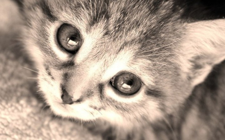 Zbiórka Na podły dług - zdjęcie główne