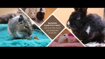 Zbiórka Bazarek - miniaturka zdjęcia