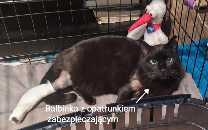 Zbiórka Ratujemy łapki Balbinki - zdjęcie główne