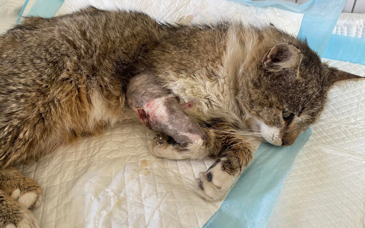 Zbiórka Pogryziony kocurek - zdjęcie główne