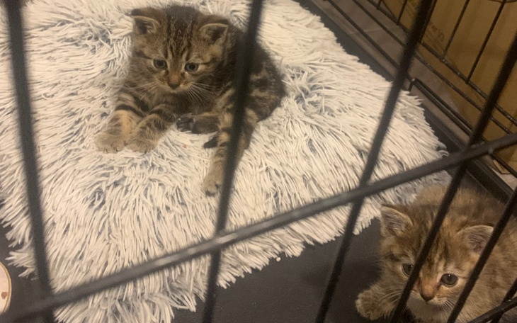 Zbiórka Ratunek dla kociąt z szopy - zdjęcie główne