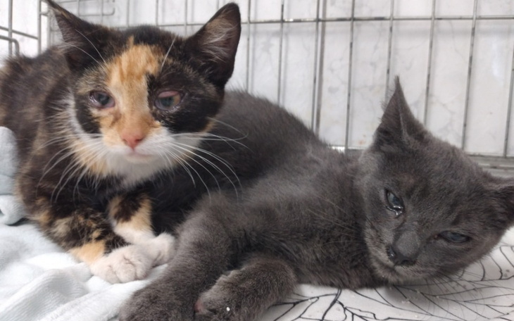 Zbiórka Dwa maluszki - zdjęcie główne