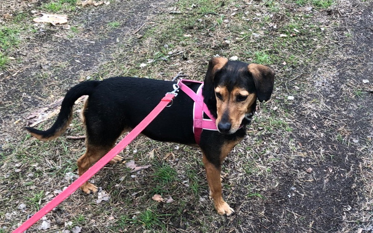 Zbiórka Schronisko Miluszków - zdjęcie główne