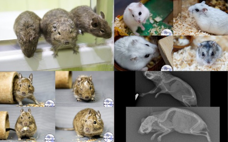 Zbiórka Koszatniczki i Chomiki od Aruru - zdjęcie główne