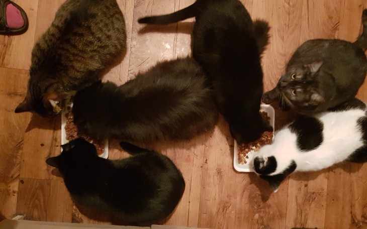 Zbiórka Pomoc dokarmianie kotów - zdjęcie główne