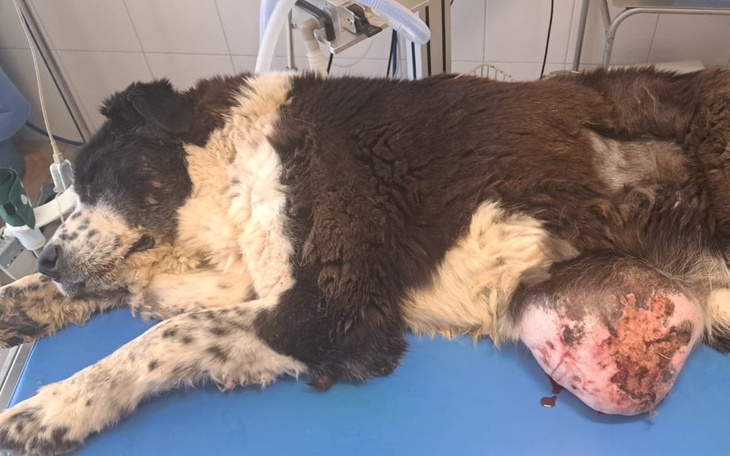 Pies leży na stole w klinice, z raną na nodze.