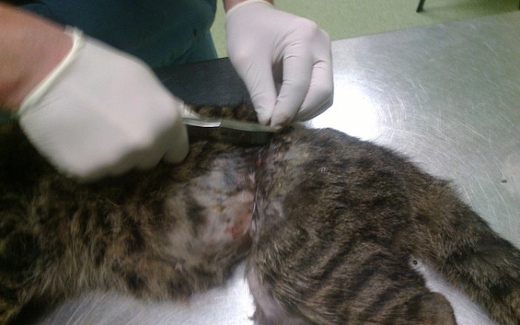 Zbiórka ratujemy kocurka we wnykach - zdjęcie główne