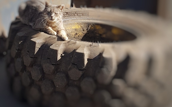 Zbiórka Nasz nowy koci dom.... - zdjęcie główne