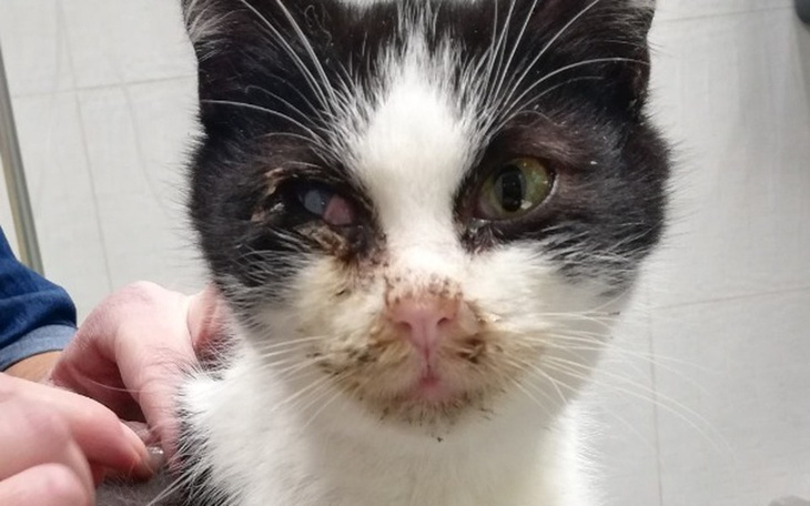 Zbiórka Pirat potrzebuje pomocy - zdjęcie główne