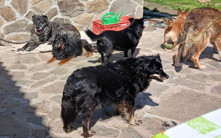 Zbiórka Na leczenie staruszków Wojtyszki - zdjęcie główne