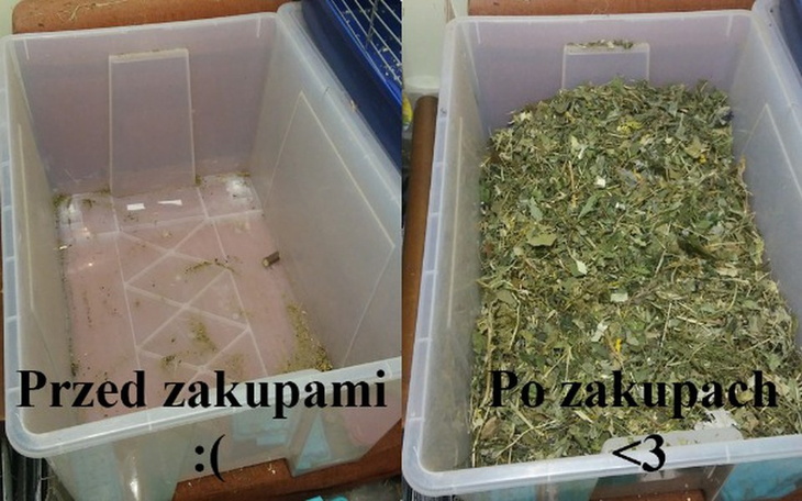 Zbiórka Zakupy dla podopiecznych Aruru - zdjęcie główne