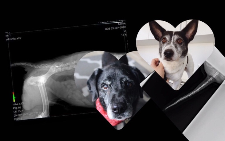 Zbiórka Na opłacenie weterynarza - zdjęcie główne