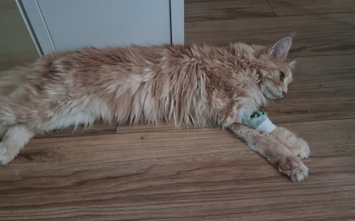 Zbiórka Leczenie Loli - zdjęcie główne