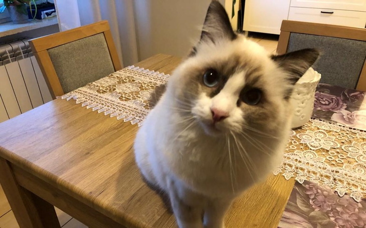 Zbiórka FIP - Kotek Armani - leczenie - zdjęcie główne