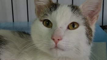 Zbiórka Tuptuś - zawalczmy o sprawność - miniaturka zdjęcia