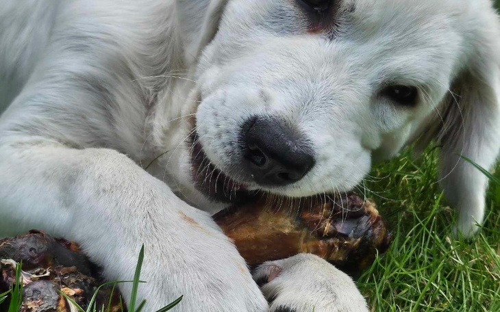 Pies bawiący się kością na trawie.