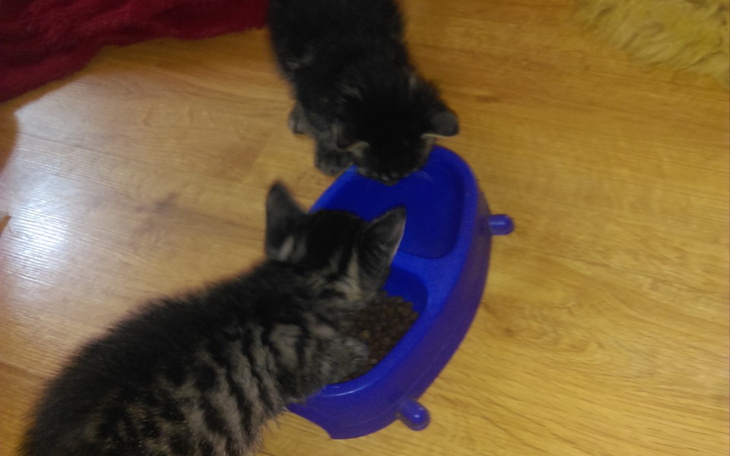 Zbiórka Zbiorka urodzinowa dla kociakow - zdjęcie główne