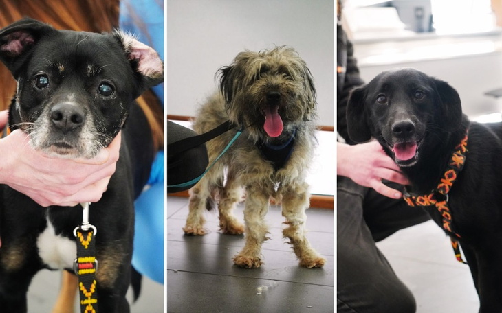 Zbiórka Niewidzialne psy Pragi - zdjęcie główne