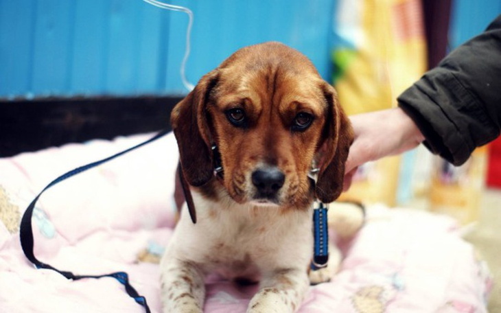 Zbiórka Nie przeżyła operacji! - zdjęcie główne