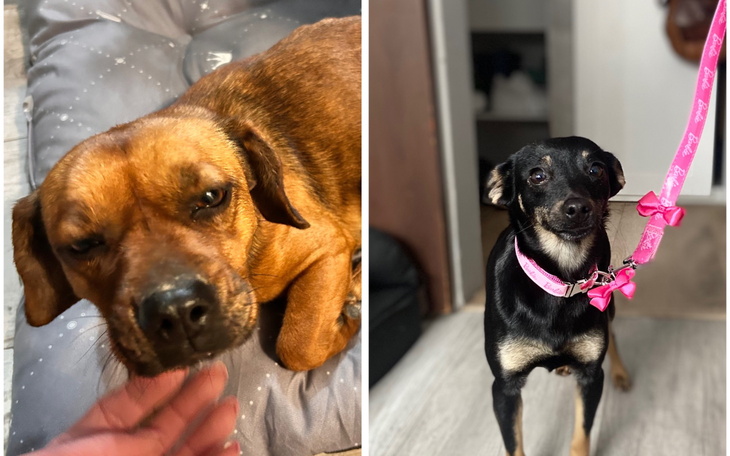 Dwa psy, jeden leży, drugi stoi z różową obrożą.