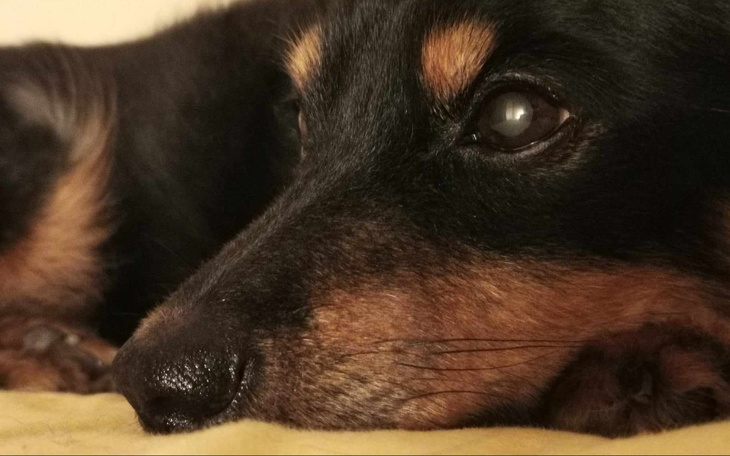 Zbiórka Borys - chcę żyć - zdjęcie główne