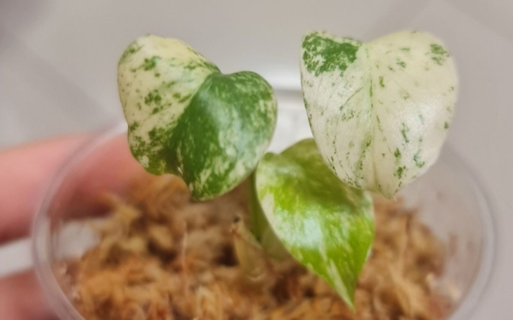 Zbiórka Na wymarzoną roślinę - zdjęcie główne