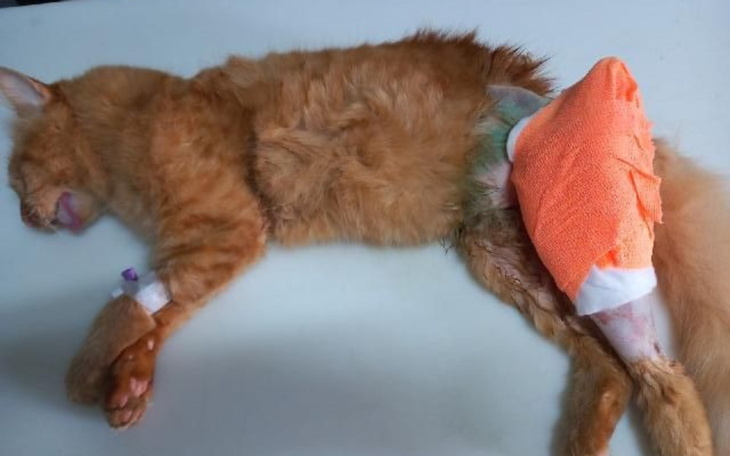 Rudy kot z opatrunkiem na nodze, leżący na stole.