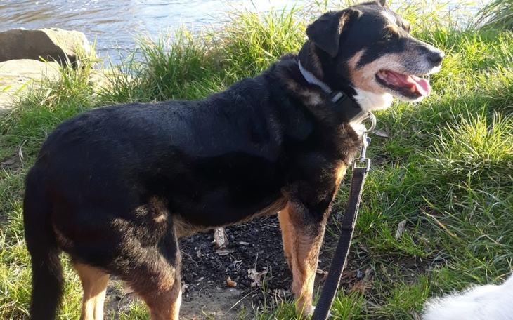 Pies rasy mieszanej, stojący na trawie, z uśmiechem na twarzy.