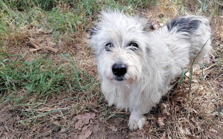 Zbiórka Dla dziadka na leczenie i karmę - zdjęcie główne