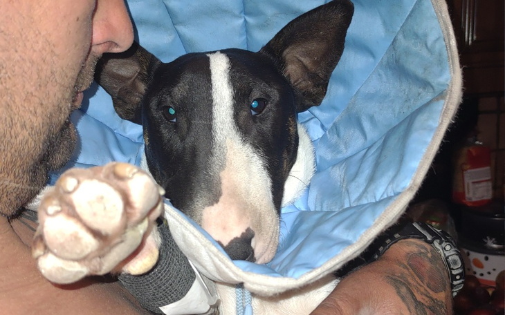 Zbiórka Nasza mała Lori umiera .... - zdjęcie główne