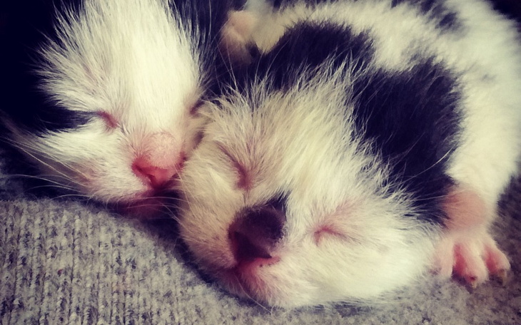 Zbiórka Zwierzęta.plm - zdjęcie główne