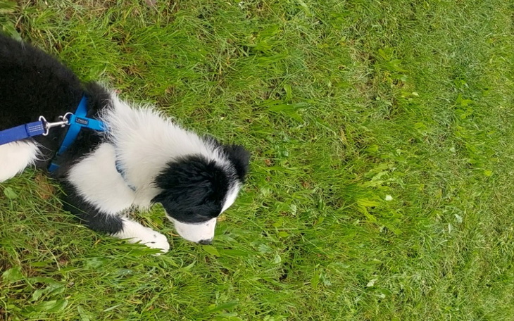 Zbiórka Zbiórka na karmę dla psa. - zdjęcie główne