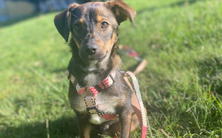 Mały piesek na trawie, wygląda na szczęśliwego i ciekawskiego.