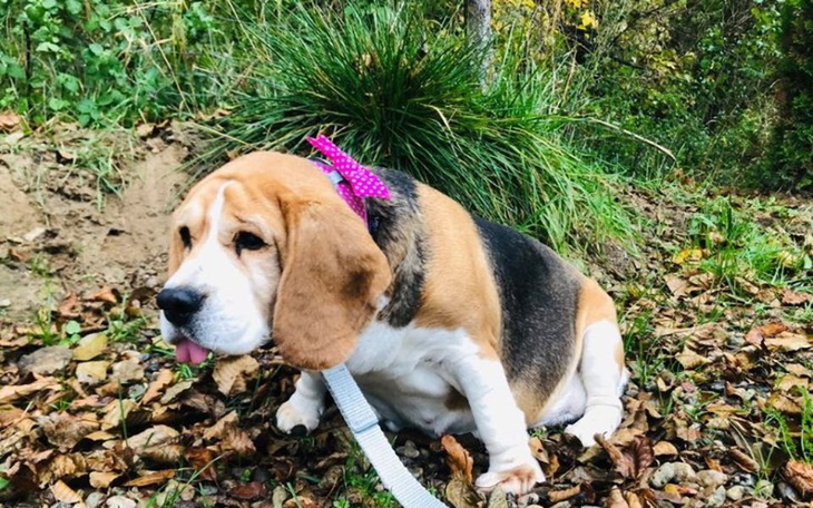 Zbiórka Cztery beaglowe Sierotki - zdjęcie główne