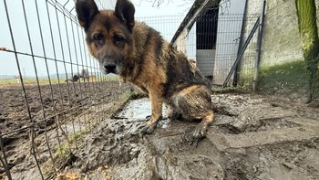 Zbiórka Dramat psa w "Mikołajki" - miniaturka zdjęcia