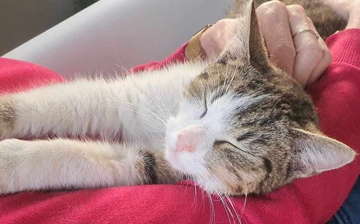 Zbiórka Pomagamy bezdomnym kotkom - zdjęcie główne