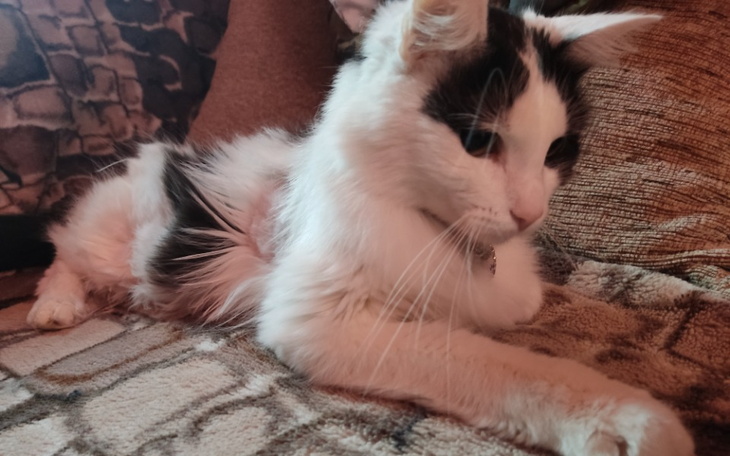 Zbiórka Ratowanie życia Milusi - zdjęcie główne