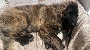 Zbiórka Pomóż Grejkowi Chodzić - miniaturka zdjęcia