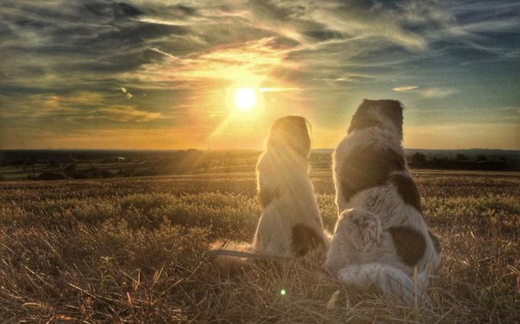 Zbiórka DogoBus - zdjęcie główne