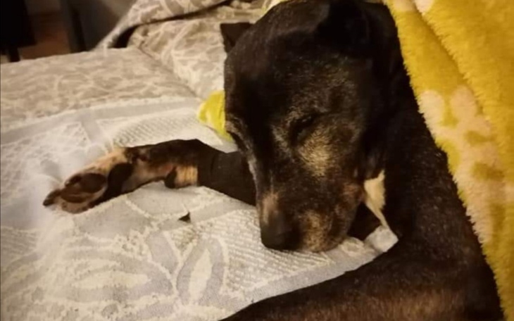 Zbiórka Otruli mojego kochanego psa - zdjęcie główne