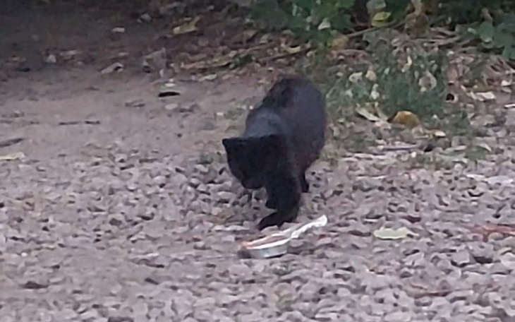 Zbiórka Misia połamana - zdjęcie główne