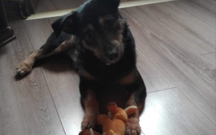 Zbiórka Weterynarz dla pieska - zdjęcie główne