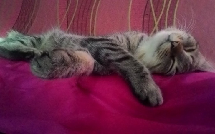 Zbiórka Sterylizacja bezdomnych kotek - zdjęcie główne