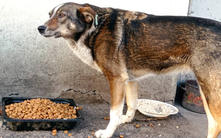 Zbiórka Nakarm psy z Ukrainy - zdjęcie główne