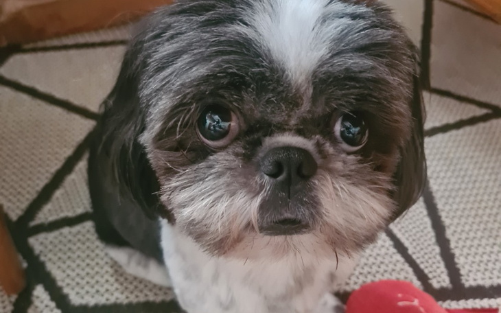 Zbiórka Zabieg poszerzenia zastawki - zdjęcie główne