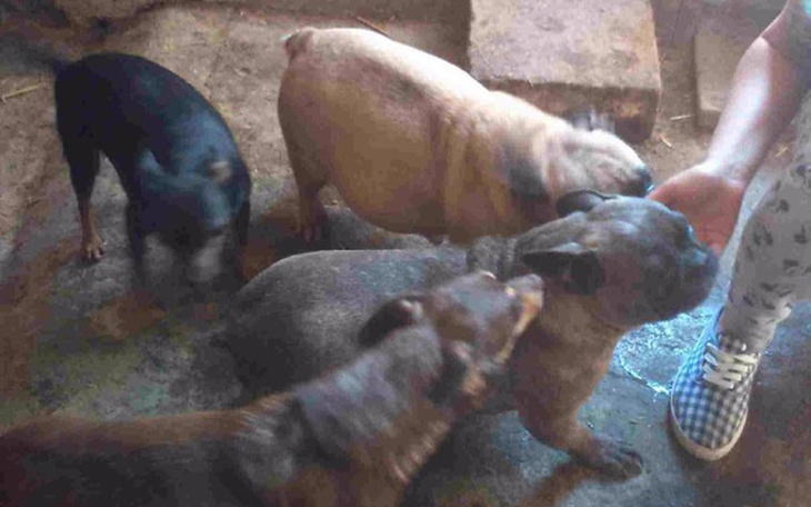 Zbiórka Inka- ofiara pseudohodowli - zdjęcie główne